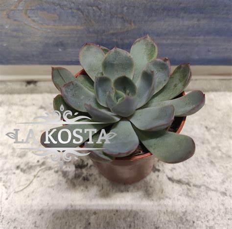 Эхеверия Геркулес от 252 рублей в Москве и МО, доставка