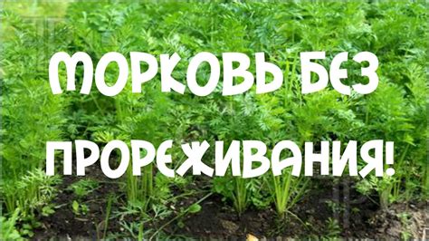 Морковь без прореживания. Посадка моркови лентой - YouTube