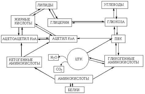 3.12. Трп основные пути обмена: кинурениновый путь, образование ...