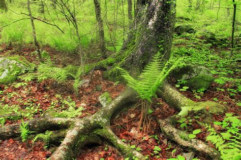 Free Picture Wood Nature Leaf Tree Landscape Fern Moss