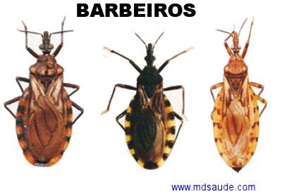 Doen A De Chagas Transmiss O Sintomas E Tratamento Md Sa De