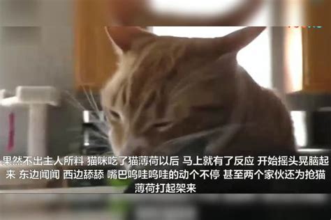 主人给猫咪吃了一口猫薄荷 局面瞬间失控了 满地翻滚飘飘欲仙薄荷满地局面