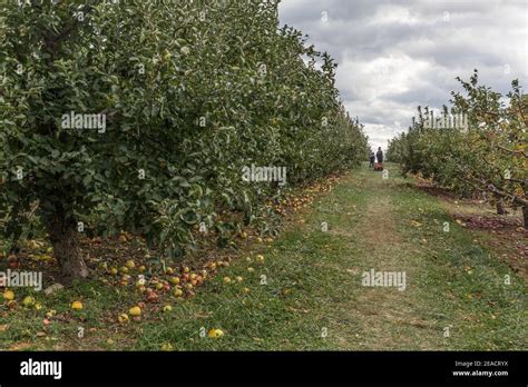 Apple Orchard In Upstate New York Apples On A Tree Branch Stock