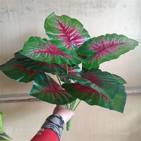 Jual Daun Keladi Semi Latex Daun Daun Jumbo Shopee Indonesia