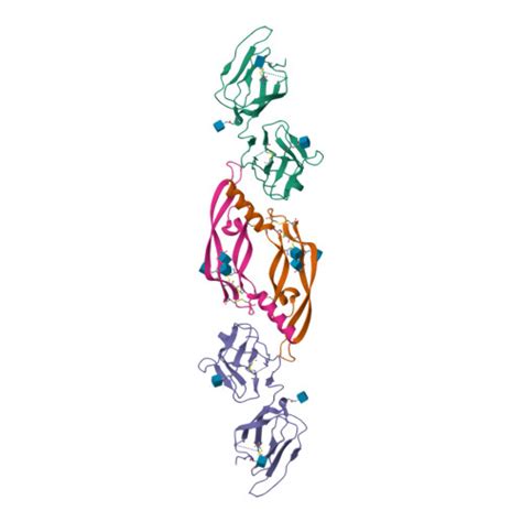 Rcsb Pdb Bsk Crystal Structure Of Vegf C In Complex With Vegfr