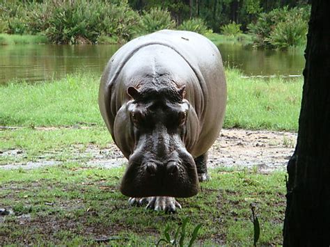 Hippopotamus