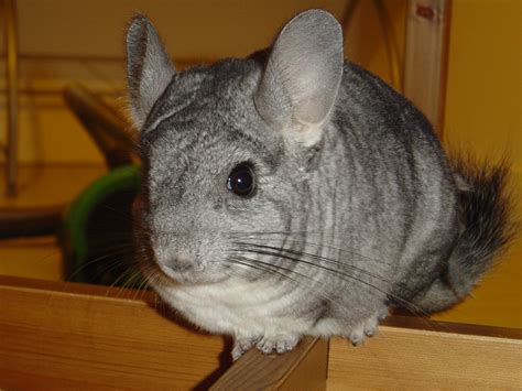why is chinchilla weak safely 6
