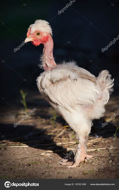 Naked Neck White Chicken Profile Stock Photo By Lincikas