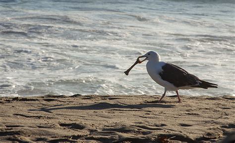 Restos Del D A Santa Monica California Daniela Labastida Flickr