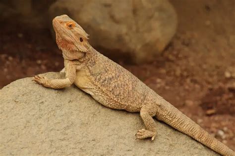 Bearded Dragon For Beginners (The Complete Care Sheet) – Everything