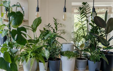 9 Best Indoor Plants For Oxygen - Indoor Plants