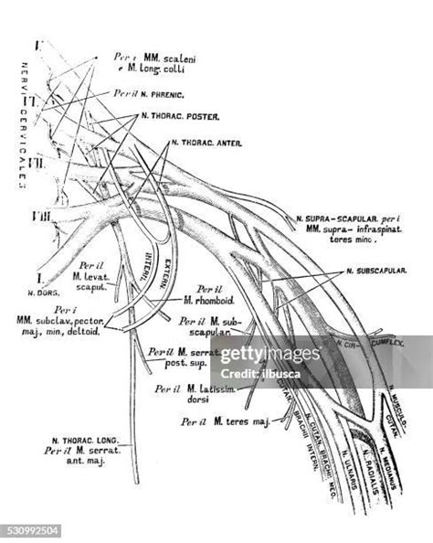 plexus anatomy   premium high res pictures getty images