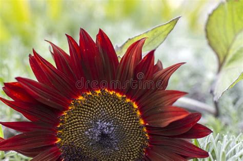 Red Sunflower Helianthus Annus In The Garden Stock Image Image Of