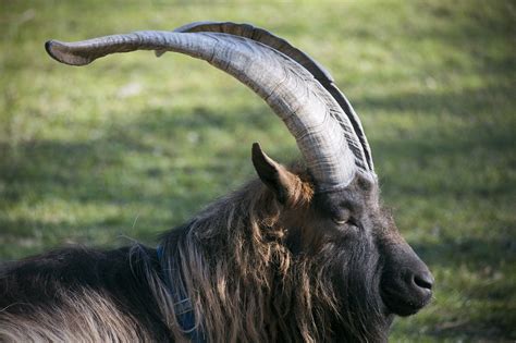 Фото Козлов Животных – Telegraph