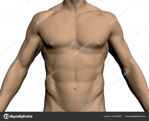 Nude Male Torso Front View Head Legs Realistic Human Body Stock Vector Slim D