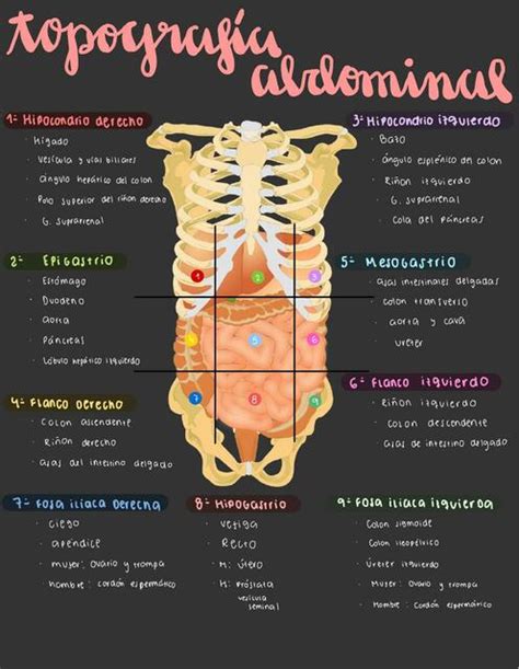 Topografia Abdominal