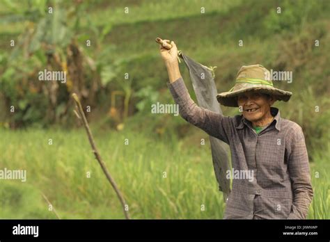 Asian Old Farmer Old Man Old Man Farmer Man In Rice Fields Asia