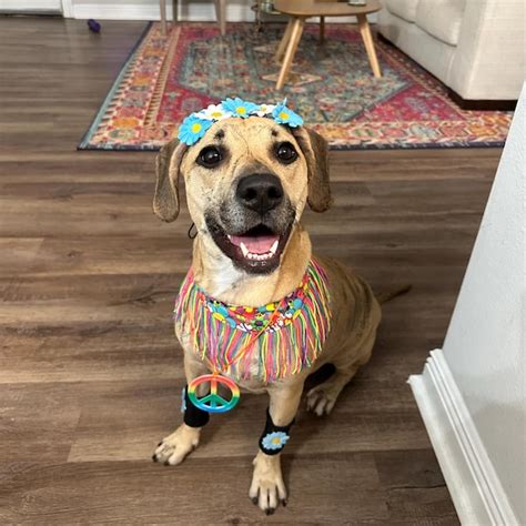 hippy flower power  pet costume hippie dog costumes hipster festival outfit etsy