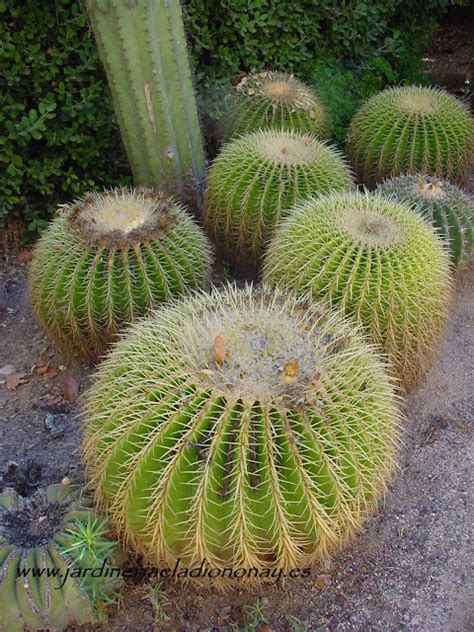 Jardineria Eladio Nonay: EL MUNDO DE LOS CACTUS (Jardinería Eladio Nonay)