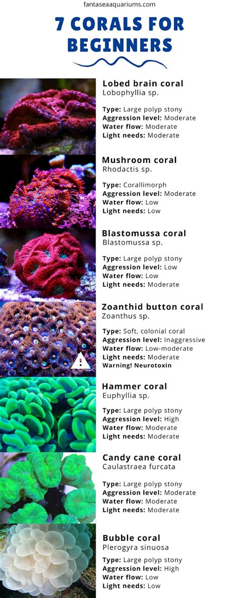 types  coral colorful coral gardens  flourish