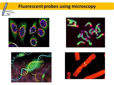 Aqa A Level Biology The Control Of Gene Expression Dna Probes