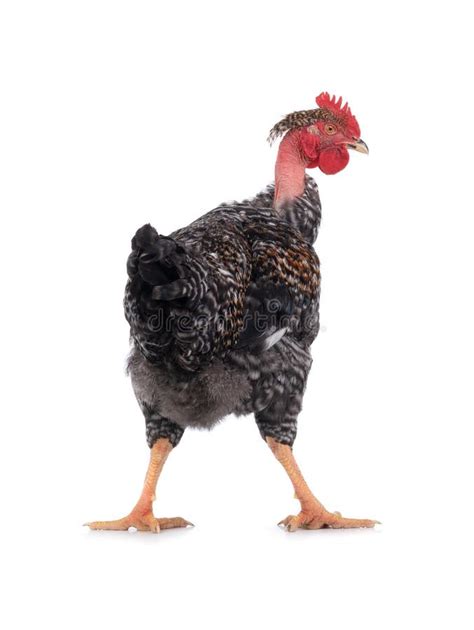 251 Naked Neck Hen Stock Photos Free Royalty Free Stock Photos From Dreamstime