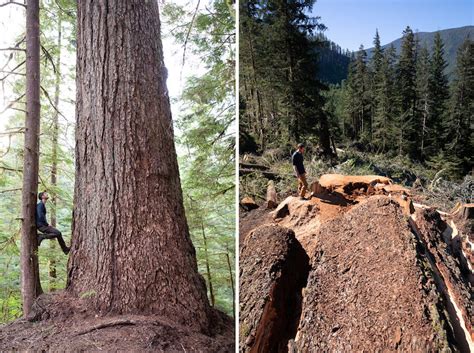 Canadas Ninth Widest Douglas Fir Cut Down In Old Growth Forest
