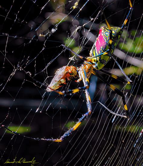 Japanese Joro Spider – Images Au Natural