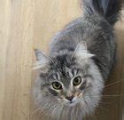 Leaking Anal Puss R Rimjob Steve