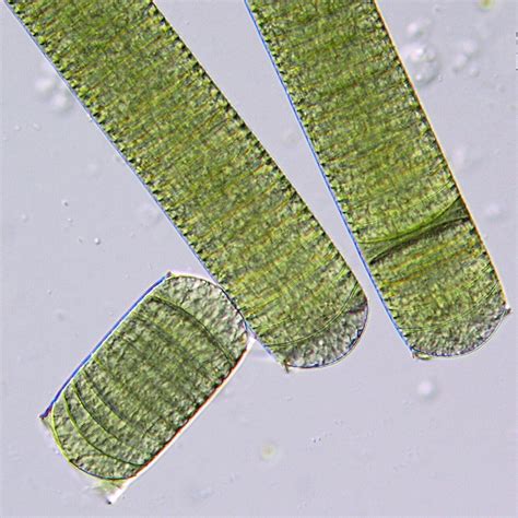 Oscillatoria princeps from Imbil QLD 4570, Australia on April 7, 2003 ...