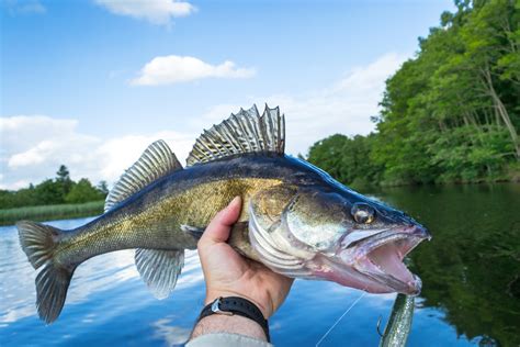 Discover Virginia S 5 Best Fishing Spots Lakes