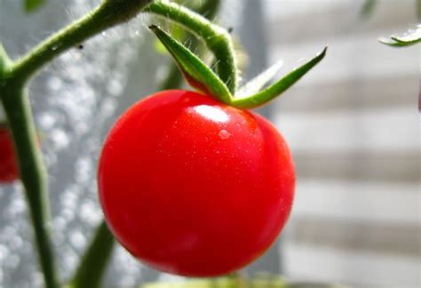 Pomidor - rodzaje, wartości odżywcze i właściwości lecznicze | WP ...