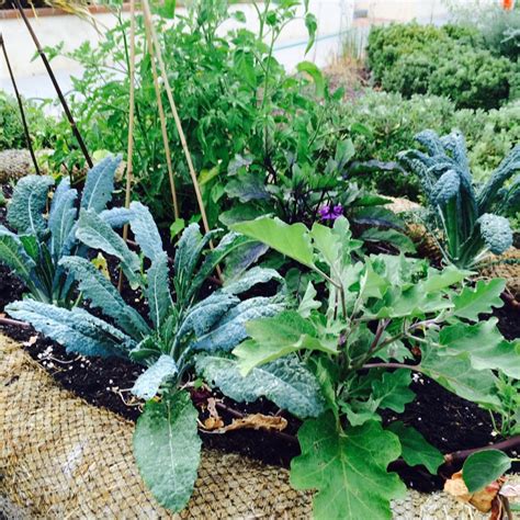 Wattles For Veggies Satori Garden Design