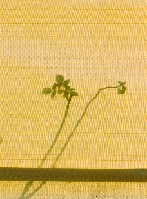 Image 982277 Raysoda