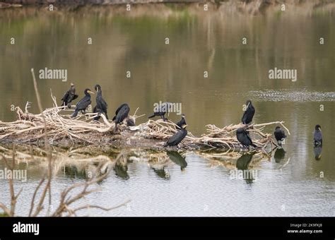 Cormorants On Lagoon Spain Hi Res Stock Photography And Images Alamy