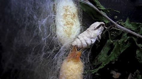How Does The Silk Moth Produce Silk Thread at Katherine Roosa blog