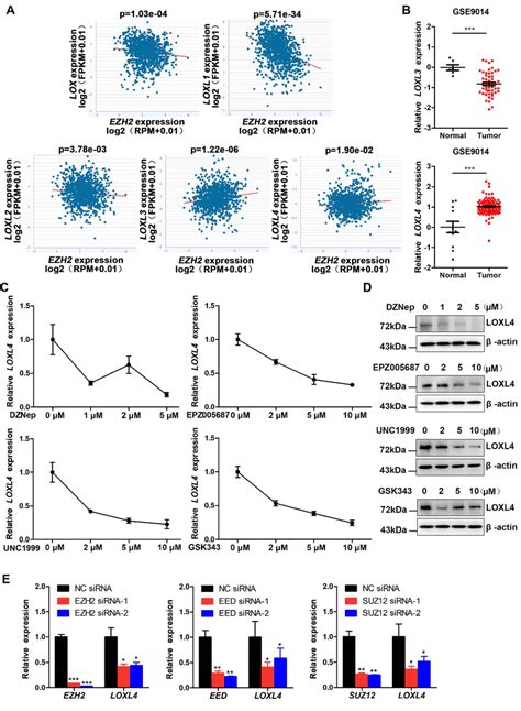 EZH2 Promotes LOXL4 Expression In Breast Cancer Cells A Correlation