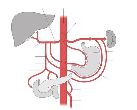 Truncus Coeliacus Diagram Quizlet