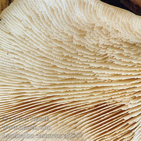 Lentinellus castoreus Lentinus angustifolius HouĹľovec bobĹĂ