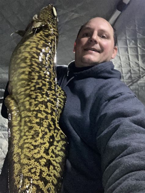 Burbot In Depth Outdoors