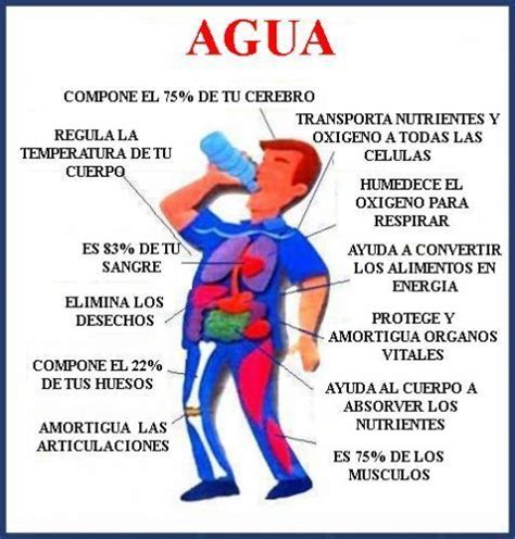 Importancia Del Agua Para Los Seres Vivos