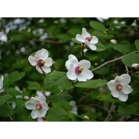 Магнолия Зибольда купить в Москве саженцы из питомника Greenpoint24