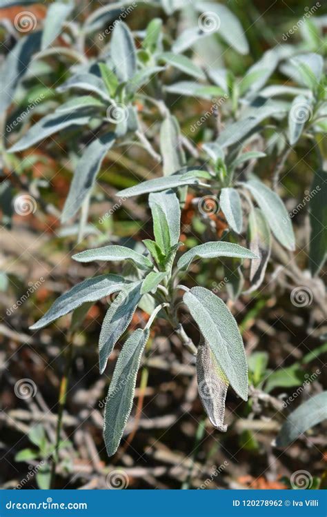 Meadow Sage Stock Photo Image Of Outdoors Botany Nature 120278962