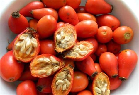 Плоды шиповника: тип плода шиповника, какой плод у шиповника