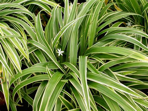 Chlorophytum | Aquarium and Pond Plants of the World E3