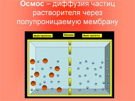 Кровь - особая жидкая соединительная ткань - презентация онлайн