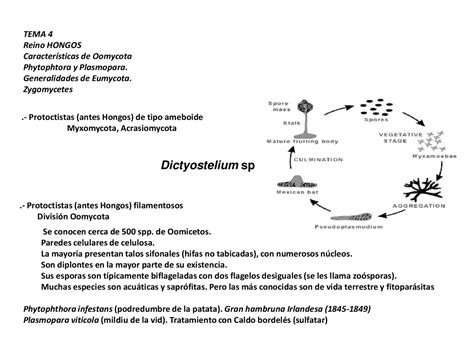 Tema 4 Botánica Apuntes De Botánica Y Agronomía Docsity