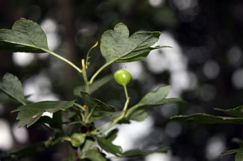 Боярышник обыкновенный Пол Скарлет (Crataegus laevigata (oxyacantha ...