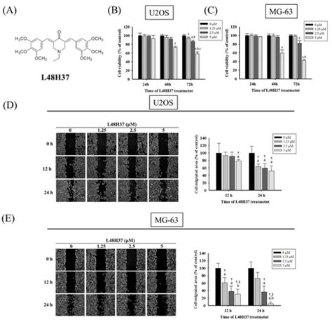 Molecules Free Full Text Curcumin Analogue L48h37 Suppresses Human