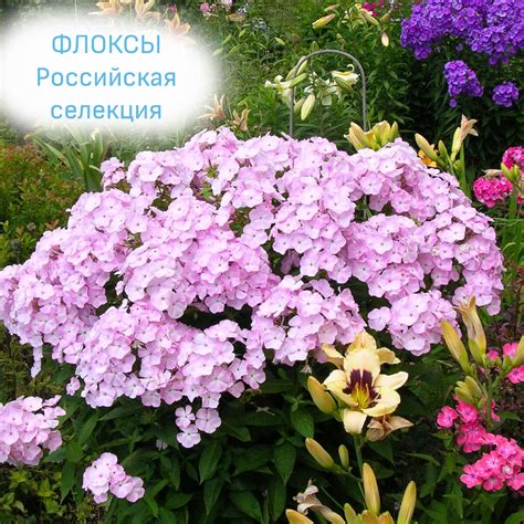 Людмила Кудасова (Множество фото!) - treepics.ru